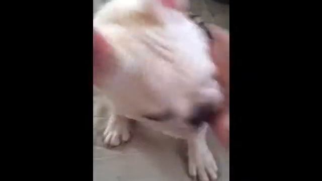 POLCO canine training? смотреть онлайн