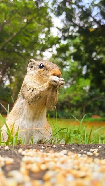 Little squirrel 💗💗 #subscribe #youtubeshorts #viral #wildlife смотреть онлайн