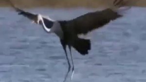 Pink Floyd - Coming Back To Life