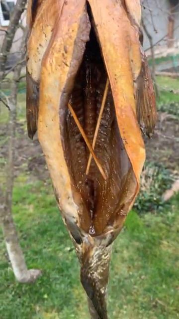 Сомы холодного копчения. Часть 18 смотреть онлайн