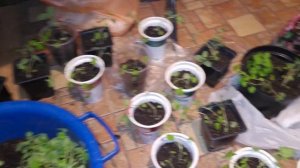 11 марта 2024 г. Пикирование, прищипка и черенкование рассады Котовника (многолетник)