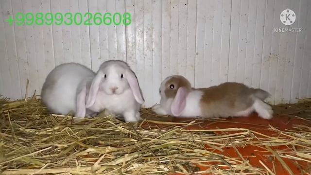 Quyon Boqish. Baran Karlik Quyoni. Куён бокиш Баран куёни.