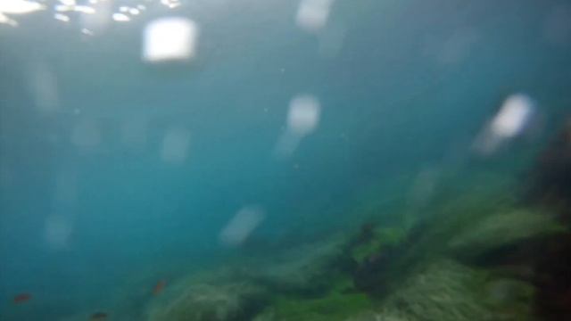 Scuba Diving with Sea Lions in the Kelp Forest Channel Islands Southern California Aug 2013 смотреть онлайн