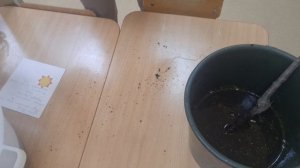 Шарафуга. Саженцы с Валдберриз сохраняю до высадки в открытый грунт.