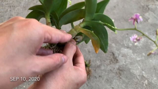 POTTING NEW MINI DENDROBIUMS IN SELF WATERING POTS | How to Plant Orchids in Self Watering Pots смотреть онлайн