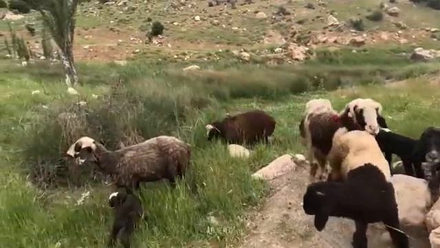 17.05.2024 Неудачная переброска песка Ее мост Вышел из строя смотреть онлайн