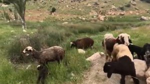 17.05.2024 Неудачная переброска песка Ее мост Вышел из строя