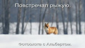 Фотоохота с Альбертом. Повстречал рыжую. (исправленная версия)