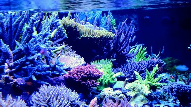 Reef Tank - 2000 liters at 3 years смотреть онлайн