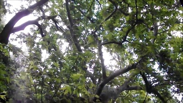 Platanus orientalis all'Orto Botanico di Roma (manortiz) смотреть онлайн