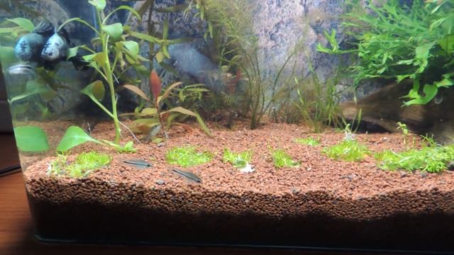 Coridoras pigmeaus con Jerónimo. смотреть онлайн
