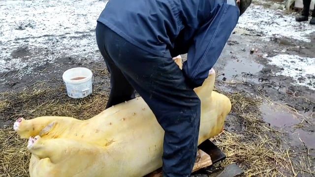 Убрали свинку порода не сальная!