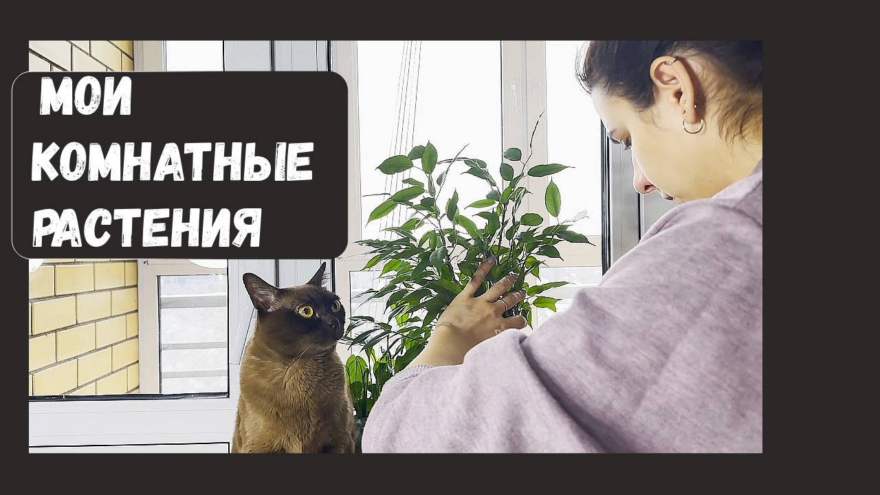 Обзор моих комнатных растений 🌼 Часть 2