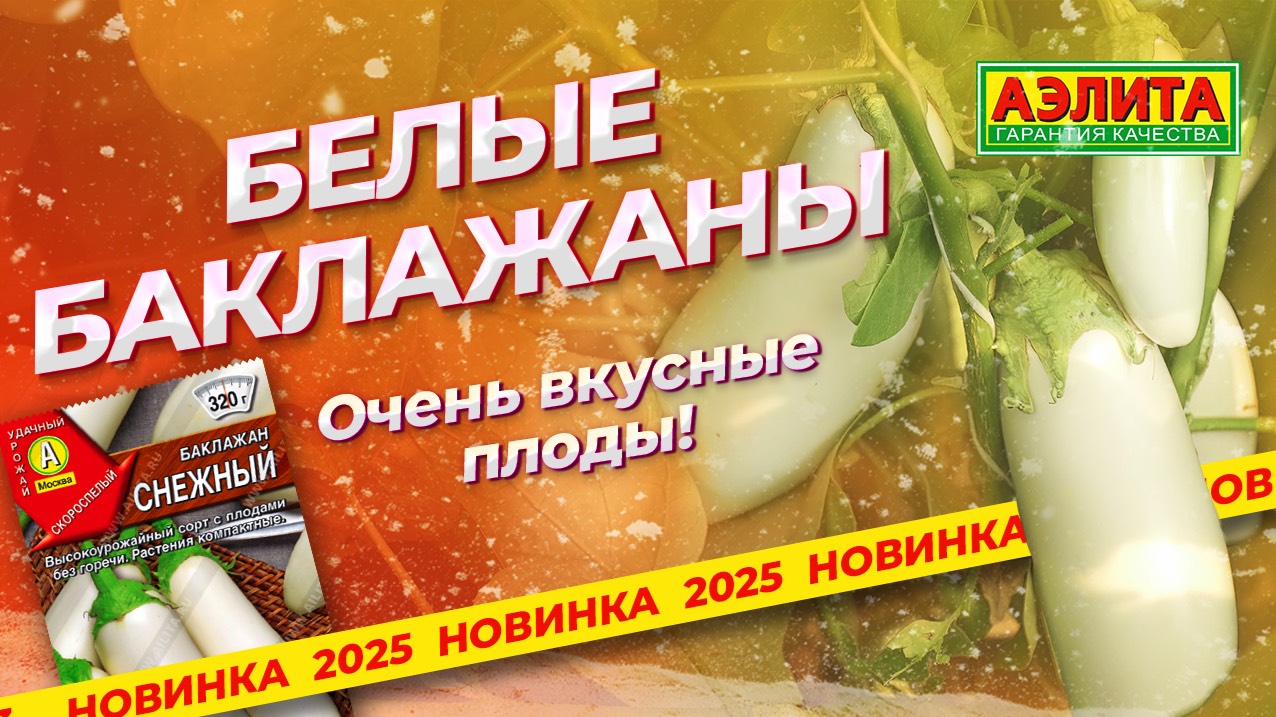 БЕЛЫЕ БАКЛАЖАНЫ с очень вкусными плодами! Сорт СНЕЖНЫЙ смотреть онлайн