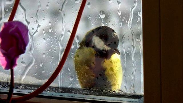 Я выбираю журавля (2) смотреть онлайн