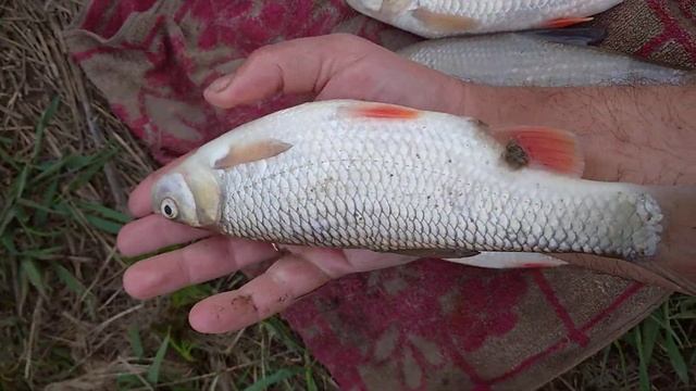 3 апреля 2024 г.