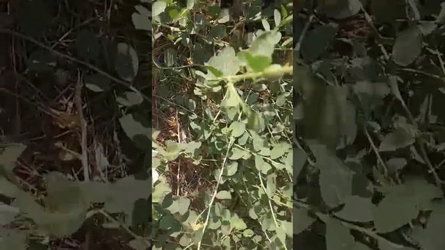 Каперсы калючие. смотреть онлайн