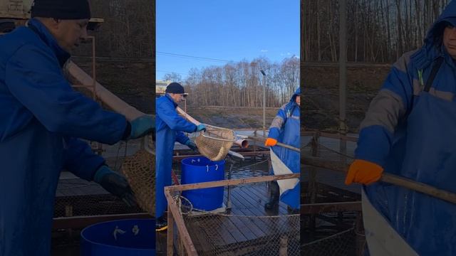 Запуск форели смотреть онлайн