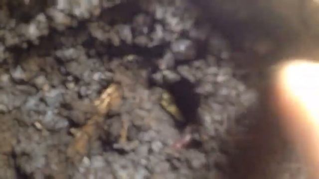 Высаживание огурца в горшок. смотреть онлайн