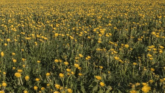 Одуванчик Луг Цветение Цветок Цвести Весной Луг смотреть онлайн