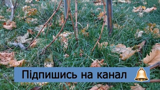 Що робити на винограднику в листопаді. Виноград 2020 смотреть онлайн