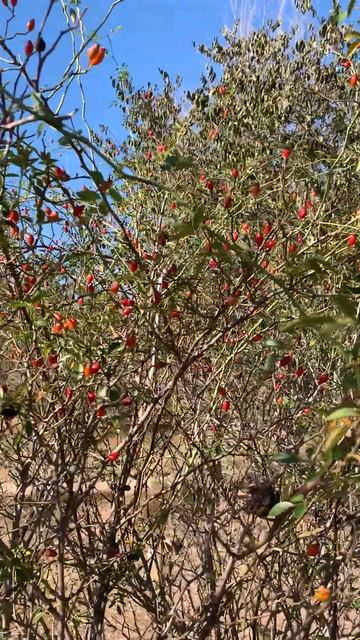 Шиповник, дикий шиповник в горах Испании. смотреть онлайн