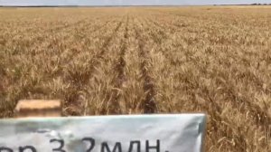 Пробежимся по опытным участкам пшеницы перед уборкой