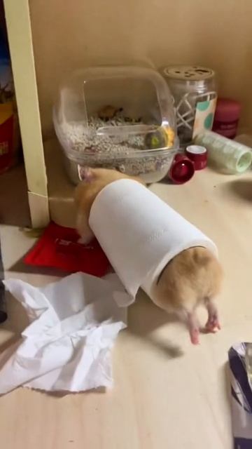 🐹 Хомяк 🐹 😉✌️😂 смотреть онлайн