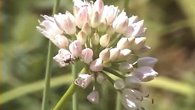 video 14 2012 08 05 hylaeus spec allium montanum angriff einer ameise смотреть онлайн