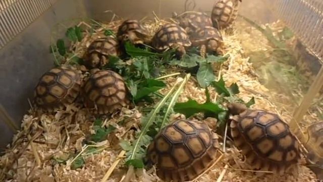 Suchozemskezelvy.cz - Centrochelys sulcata baby смотреть онлайн