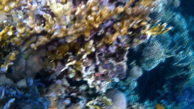 Под красной водой 2 356 Коралловый риф  Dreams Beach Hotel,  Египет, Шарм-Эль-Шейх,  Тауэр Бэй 2023