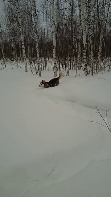 Зимняя собачка смотреть онлайн