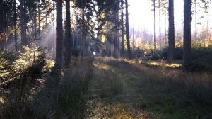 футаж лес forest