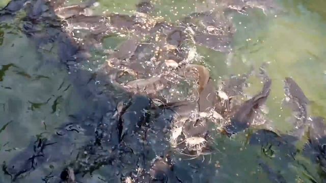 HEALTHY FISH ARE ALWAYS SMART: TAKE A LOOK AT THIS CLARIAS GARIEPINUS смотреть онлайн