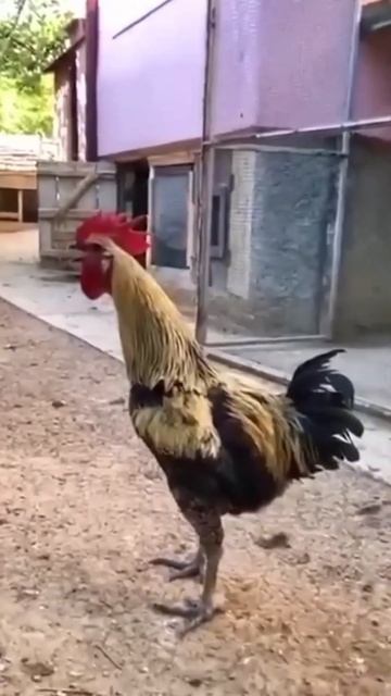 Oliver Sykes попытался Given Up - Linkin Park смотреть онлайн