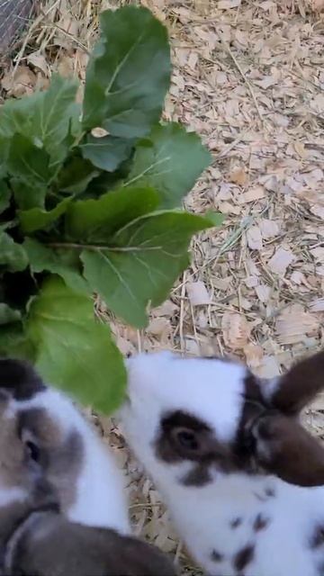 How to Make the Best Fertilizer From My Arugula Using Rabbits to Process. #shorts смотреть онлайн