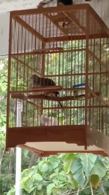 Related listening to birds singing of Turtle dove #shorts смотреть онлайн