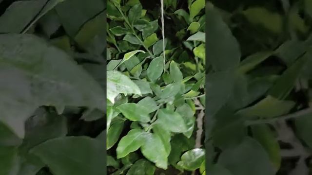 лимон парвариши нималар ва нималарга этибор бериш зарур🧐🧐🧐🧐🧐👌👌👌🍊🍊🍊🥭🍍🍌🍈🍏🍐🥝 смотреть онлайн