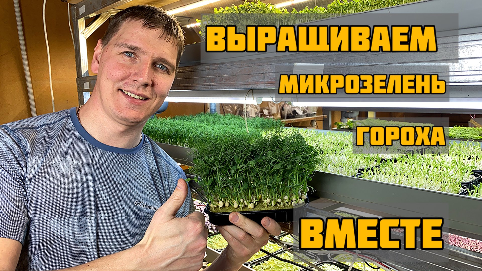 Выращиваем микрозелень гороха. смотреть онлайн