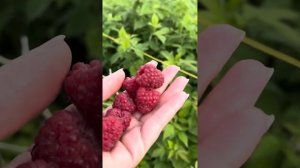 Ремонтантная малина Амира