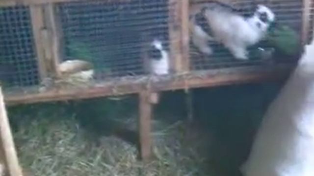 Немецкий пёстрый великан смотреть онлайн