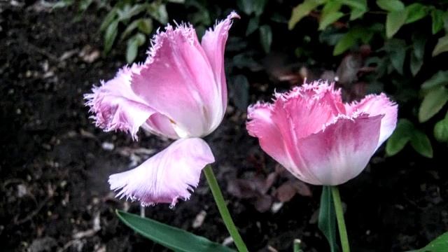 Heather Hammers – Tiptoe Through The Tulips (Tiny Tim Cover )