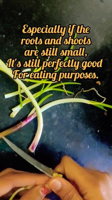 Sprout Onion #shorts #short #shortsfeed #shortvideo #kitchentips #kitchentipsandtricks #smileplzzz смотреть онлайн