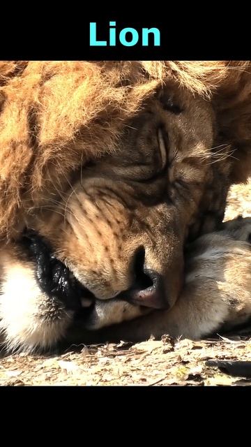 b40311 잠자는 사자 sleeping lion смотреть онлайн