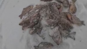 После долгова поиска, РЫБА НАШЛАСЬ!!! КАРАСЬ на хапуги.