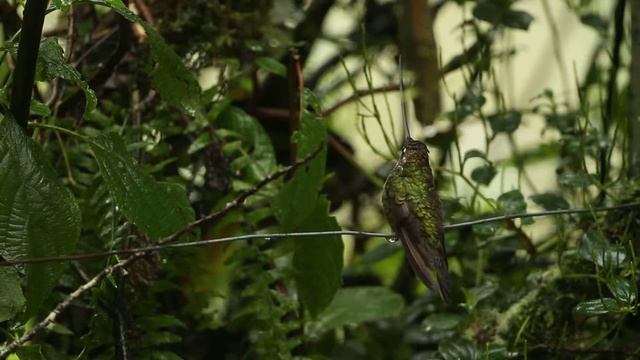 Sword-billed Hummingbird, Guango Lodge, Ecuador 10/06/15 смотреть онлайн