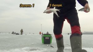 Угольная. Попал на раздачу селёдки. Ловля селёдки на блесна на махалки.