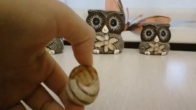 Моя коллекция ракушек. ♡ смотреть онлайн