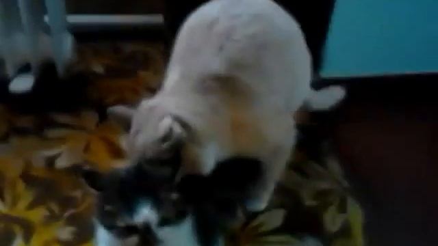 кот нагибает другого кота, пока не получает... смотреть онлайн