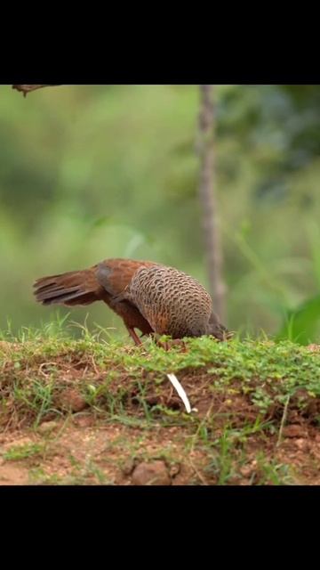 Red Spurfowl смотреть онлайн